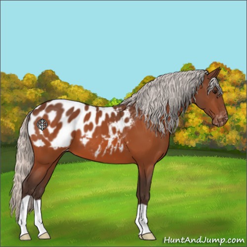 Horse Color:Silver Bay Appaloosa 