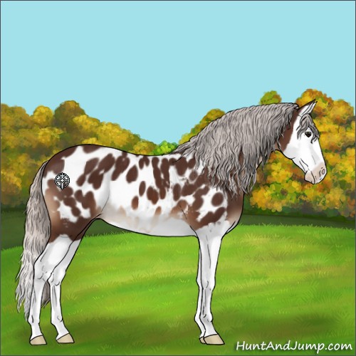 Horse Color:Silver Brown Splash Appaloosa 