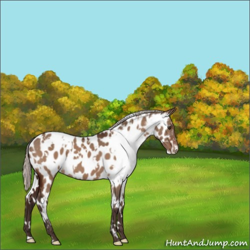Horse Color:White Spotted Silver Brown Dun Appaloosa 