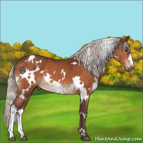 Horse Color:White Spotted Silver Bay 