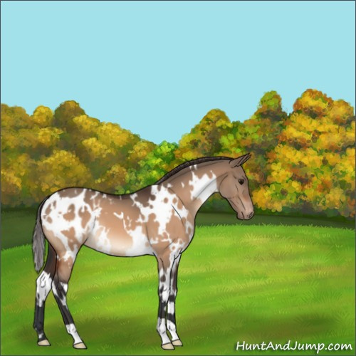 Horse Color:White Spotted Bay Dun Appaloosa 