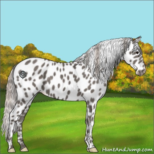 Horse Color:Silver Black Appaloosa 