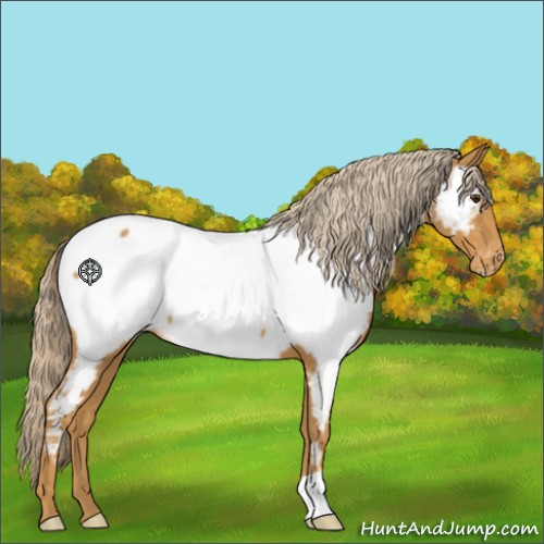 Horse Color:Palomino Appaloosa 