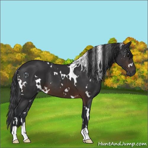 Horse Color:White Spotted Brown 