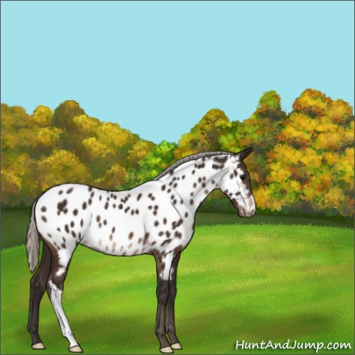 Horse Color:Silver Brown Appaloosa 