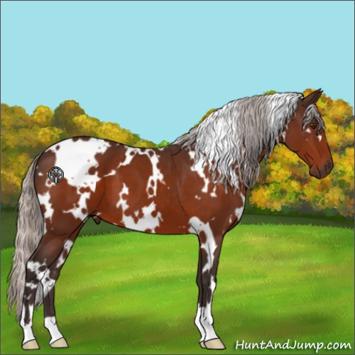 Horse Color:White Spotted Silver Brown 