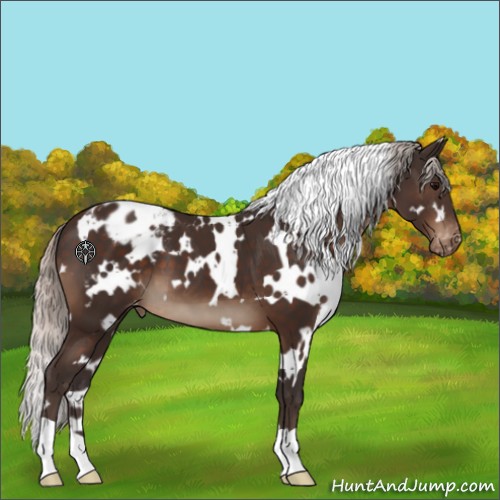 Horse Color:White Spotted Silver Brown Appaloosa 