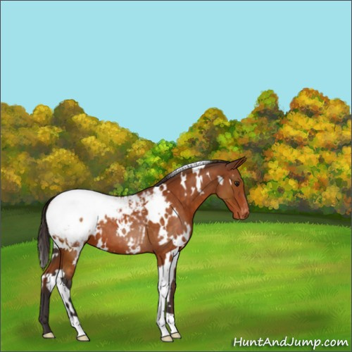 Horse Color:White Spotted Buckskin Appaloosa 