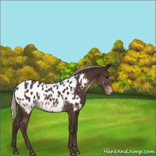 Horse Color:Silver Brown Appaloosa 