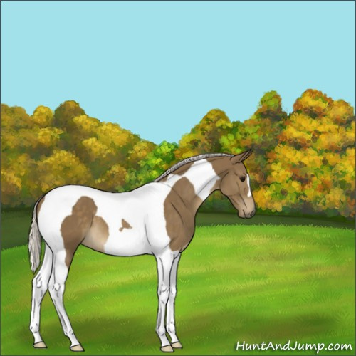 Horse Color:Silver Smoky Black Tobiano 