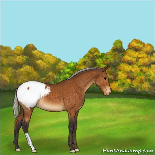 Horse Color:Silver Buckskin Appaloosa 