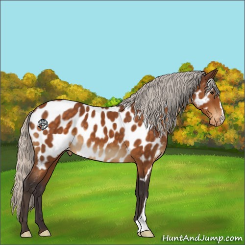 Horse Color:Silver Buckskin Appaloosa 