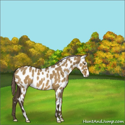 Horse Color:Chocolate Palomino Dun Appaloosa 