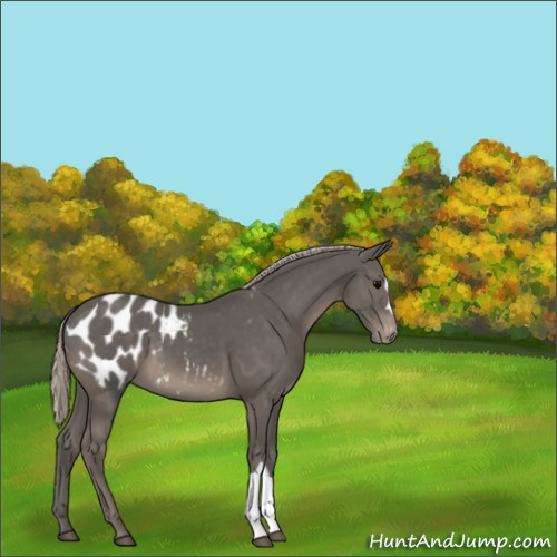 Horse Color:Silver Black Appaloosa 