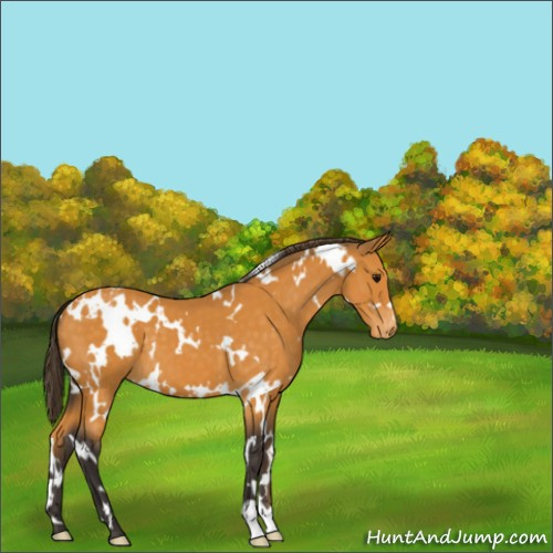 Horse Color:White Spotted Buckskin Appaloosa 