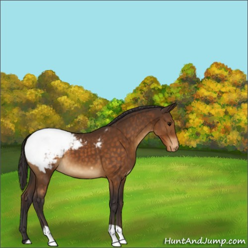 Horse Color:Buckskin Appaloosa 