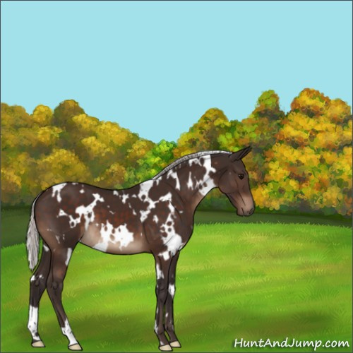 Horse Color:White Spotted Silver Brown 