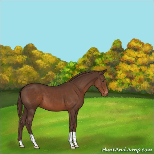 Horse Color:Liver Chestnut Appaloosa 