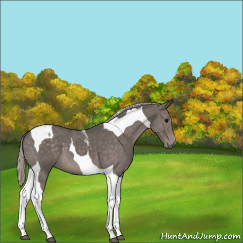 Horse Color:Silver Black Tobiano 