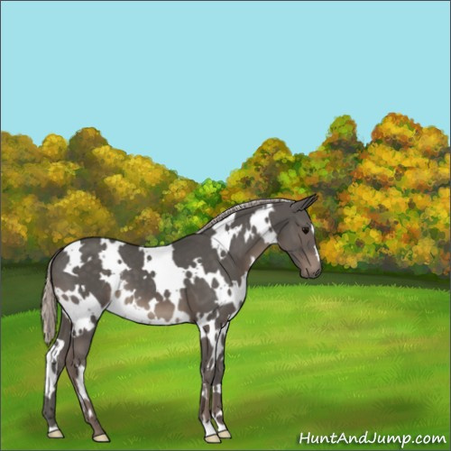 Horse Color:White Spotted Silver Black 