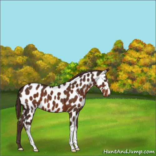 Horse Color:Liver Chestnut Appaloosa 