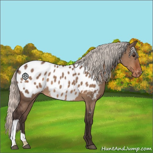 Horse Color:Silver Brown Dun Appaloosa 