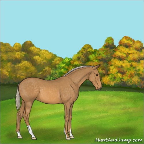 Horse Color:Palomino 
