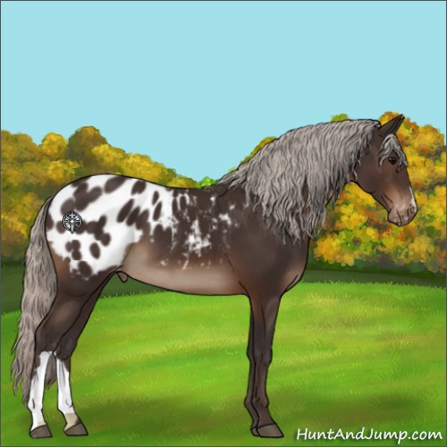 Horse Color:Silver Brown Appaloosa 