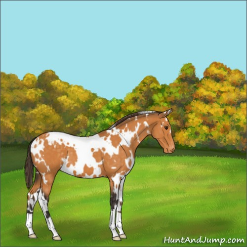Horse Color:White Spotted Buckskin Appaloosa 