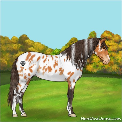 Horse Color:White Spotted Buckskin Appaloosa 