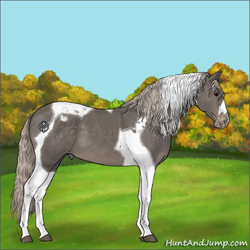 Horse Color:Silver Black Tobiano Appaloosa 