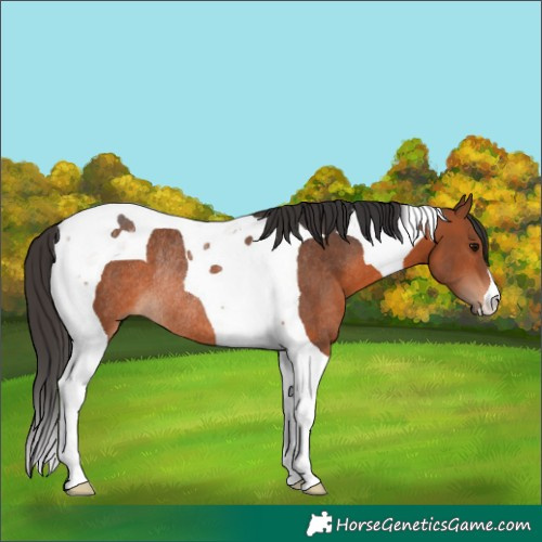 Horse Color:Bay Tobiano Rabicano 