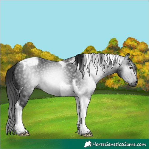 Horse Color:Gray Black Tobiano 
