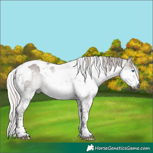 Horse Color:Gray Silver Black Sabino Splash Tobiano 