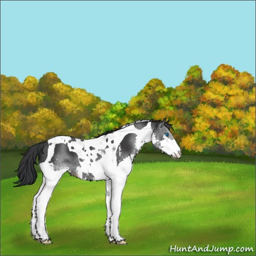 Horse Color:Black Splash Tobiano 