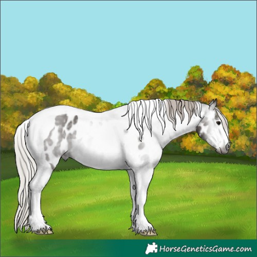 Horse Color:Gray White Spotted Silver Black Tobiano Appaloosa 