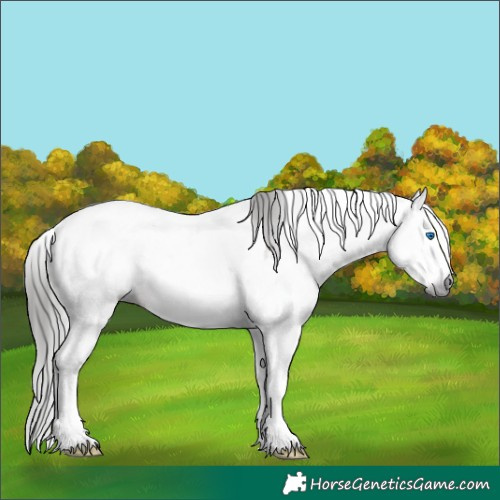 Horse Color:Gray Brown Sabino Splash Tobiano Appaloosa 