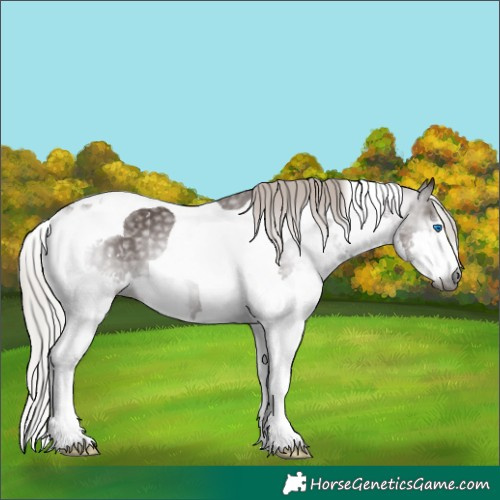Horse Color:Gray White Spotted Silver Black Splash Tobiano 