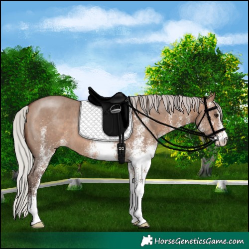 Horse Color:White Spotted Silver Brown Dun