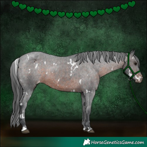 Horse Color:White Spotted Brown Appaloosa Rabicano