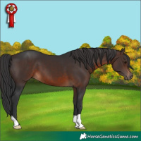 Horse Color:Brown 
