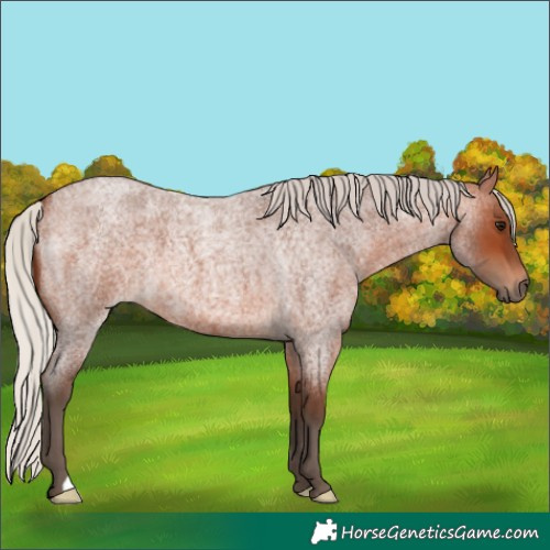 Horse Color:Silver Brown Roan 