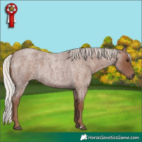 Horse Color:Silver Blue Roan 