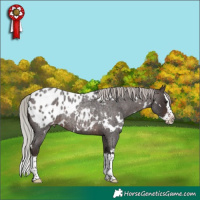 Horse Color:White Spotted Silver Brown Roan Splash Appaloosa 