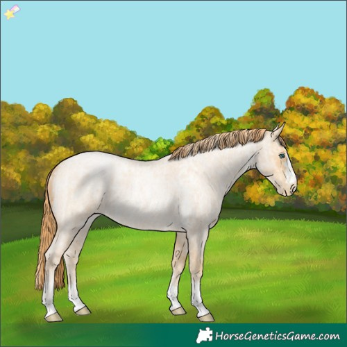 Horse Color:Buckskin Roan Pearl and Buckskin Roan Pearl