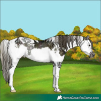 Horse Color:Unknown 