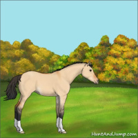 Horse Color:Bay Dun