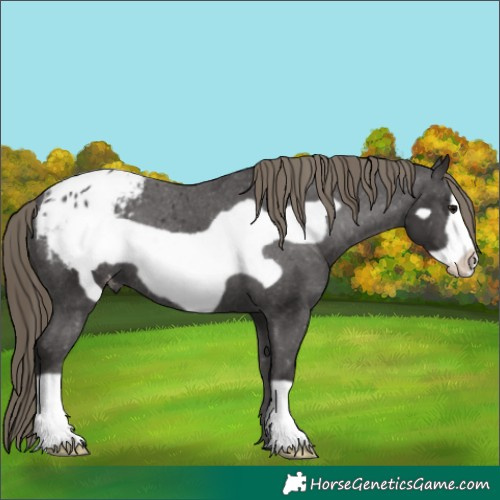 Horse Color:Smoky Black Frame Appaloosa 