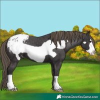 Horse Color:Smoky Black Frame Appaloosa 
