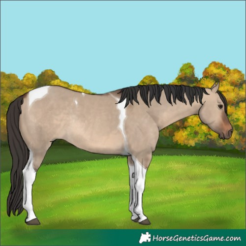 Horse Color:Brown Dun Tobiano Rabicano 